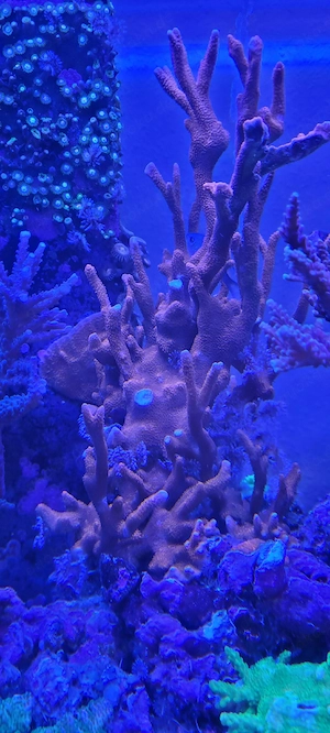 Korallenableger Bild 7