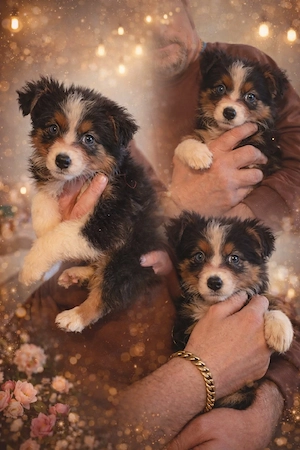 Australian Shepherd Welpen 