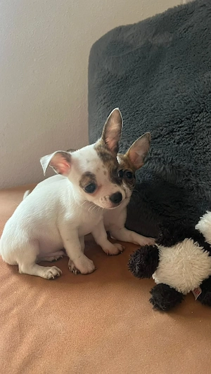 Chihuahua Merle Welpen 