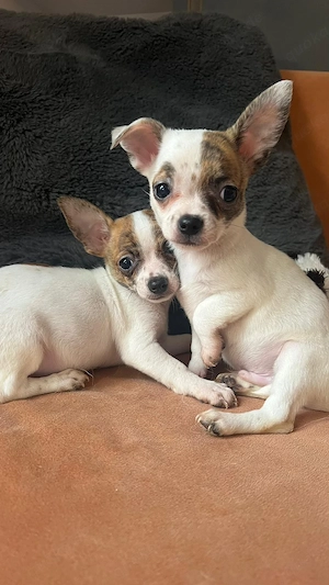 Chihuahua Welpen 