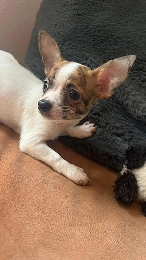 Chihuahua Merle Welpen 