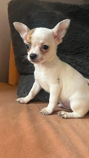 Chihuahua 