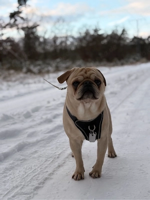 Mops Rocky ( kein verkauf)