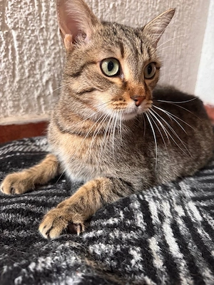    Valyushka sucht ein liebevolles Zuhause