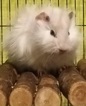 verkaufe meerschweinchen Mänchen 9 woche alt