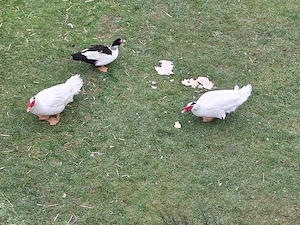 Warzenenten Männlich   Weiblich