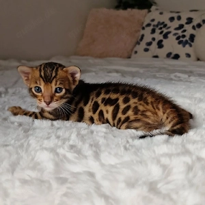 herausragende männliche und weibliche Bengalkätzchen