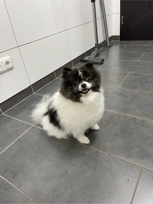 pomeranian zwegspitz deckrüde panda