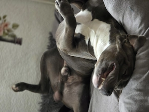 Biete Deckrüde American Bully XL