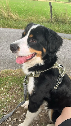 berner sennen labrador mischling ab zu geben 