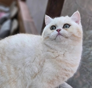 BKH Junge Juki mit stambaum