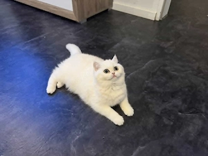 Bkh mädchen velina Bild 2