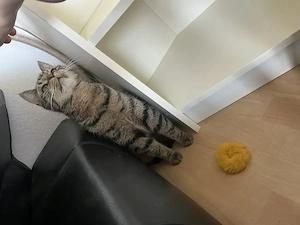 Kater sucht neues Zuhause 