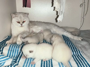 BKH Katerchen Bild 6