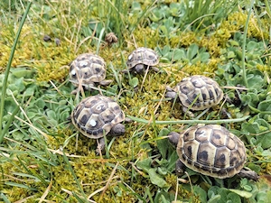 Griechische Landschildkröten (Testudo hermanni) NZ 2025   CITES   erste Winterruhe