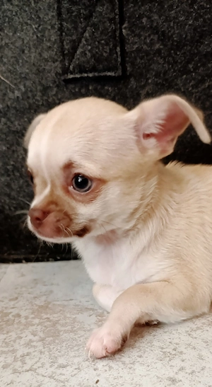 Chihuahuawelpe sucht neues Personal ( bei Abholung bis Ostern 750 )