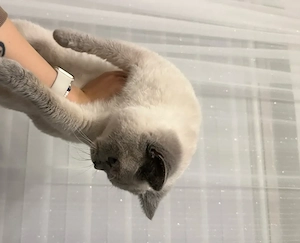 Britisch Kurzhaar Kater