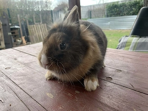 4 Süße männliche Zwergkaninchen suchen ein liebevolles Zuhause