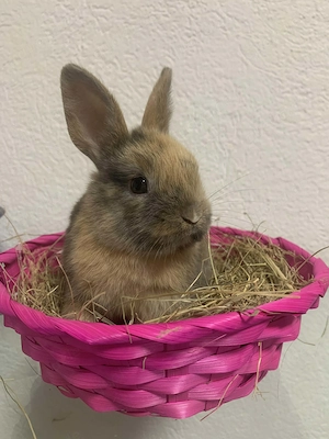 3 süße Kaninchenbabys (9 Wochen alt)