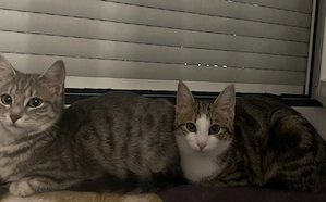 Katzenmädchen suchen ein Zuhause