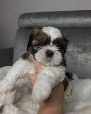 Shih Tzu Welpen