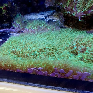 affenhaar Meerwasser 