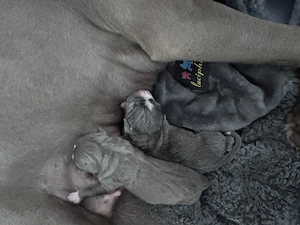 Wurfankündigung American Staffordshire blueline  Bild 5