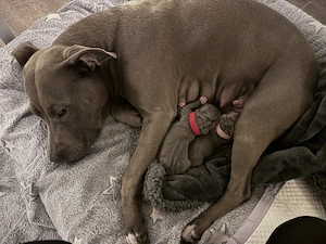 Wurfankündigung American Staffordshire blueline  Bild 3