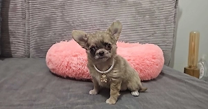 Zauberhafte reinrassige Chihuahua-Welpen abzugeben 