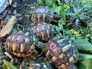 Griechische Landschildkröten (T. h. boettgeri) NZ 08 09 2025