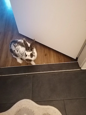 Kaninchen sucht neues Zuhause 