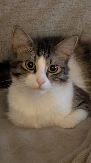 2 katzen abzugeben Bild 4