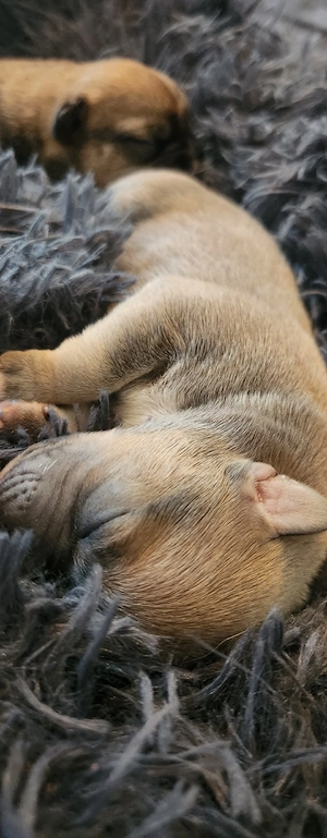 Süße Mischlings-Welpen suchen liebevolles Zuhause    