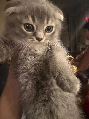 süße Kätzchen, 8 Wochen alt (männlich) 