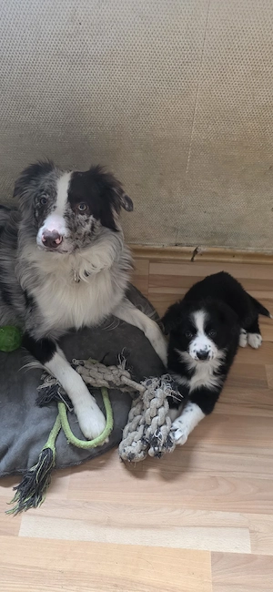 Miniatur Australian Shepherd Deckrüde 