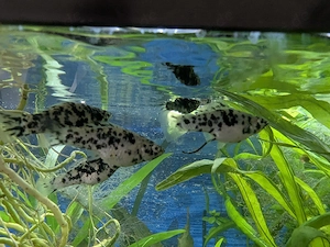 Aquarium, Süßwasser Jungfische Platies und Dalmatiner Mollies 