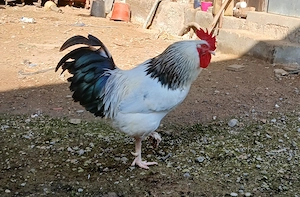 Lieber Hahn abzugeben