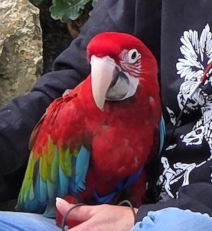 Grünflügelara Dunkelroter Ara von 25 super zahm 