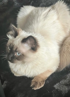 Heilige Birma VB mit Kratzbaum NEU