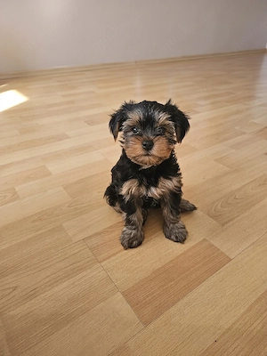 Reinrassige Yorkshire Terrier Welpen