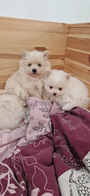 Pomeranian Zwergspitz  Bild 3