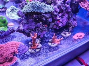Montipora Digitata Ableger Bild 3