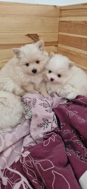 Pomeranian Zwergspitz  Bild 2