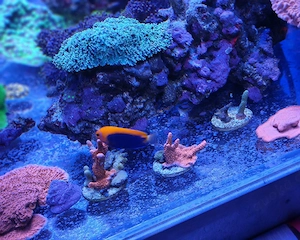 Montipora Digitata Ableger Bild 2