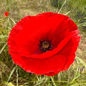 Top Verdinst in Kurzer Zeit ! Escort sucht Dich !  