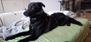 Süsser Willy sucht dringend ein neues Zuhause 