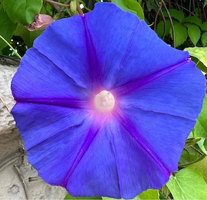 Wir Suchen Dich ! Weiblich , attraktiv , zuverlässig