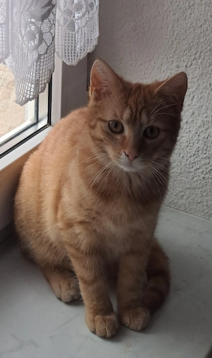 Katze " Victoria " kastriert