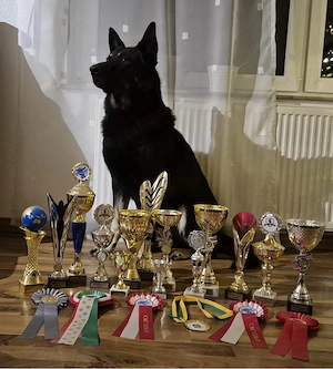 Osteuropäischer Schäferhund Deckrüde