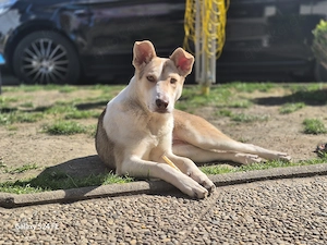 Sunny die perfekte Familienhündin 